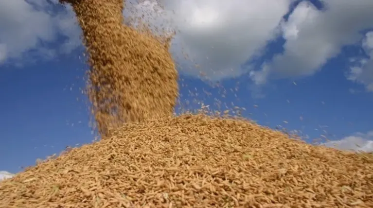 Conab promove leilões de arroz em casca para abastecimento e combate aos efeitos do El Niño