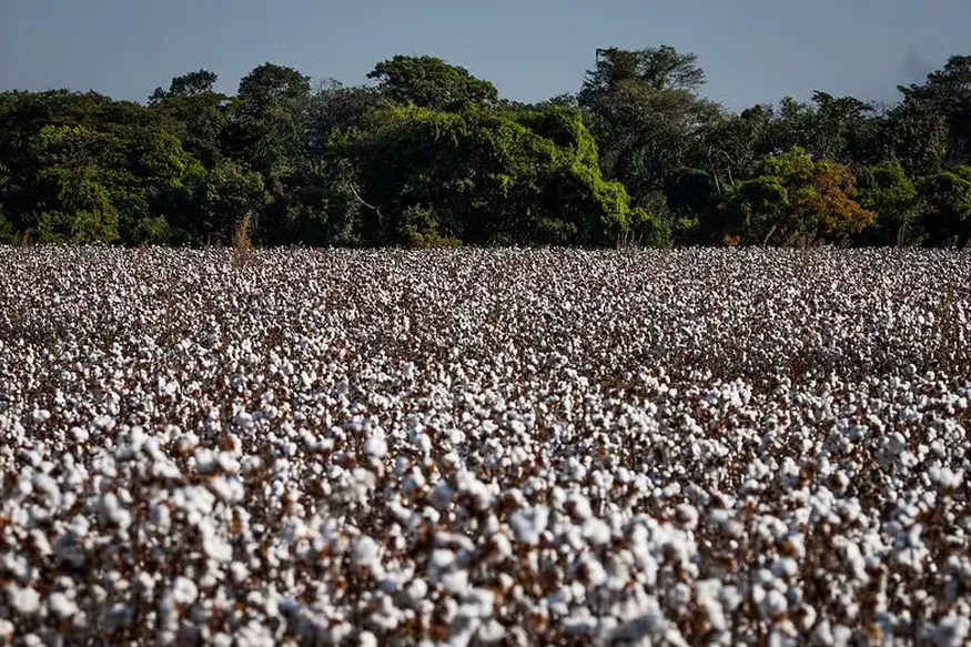 Área plantada de algodão no Brasil pode crescer até 10% na safra 2026/2027, projeta Abrapa