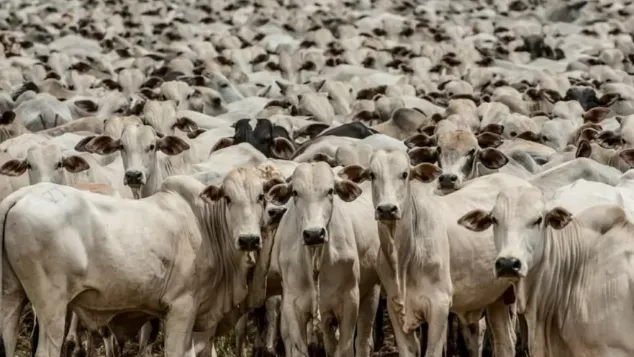 Cota da China e restrições da UE freiam demanda por carne bovina do Brasil, diz Abiec