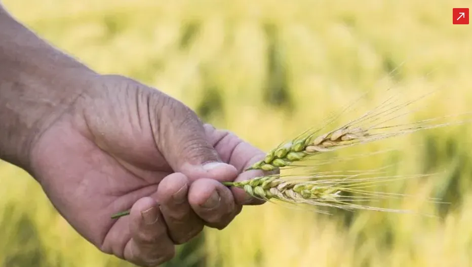 Adversidades climáticas e preços baixos impactam safra de trigo no Sul do país