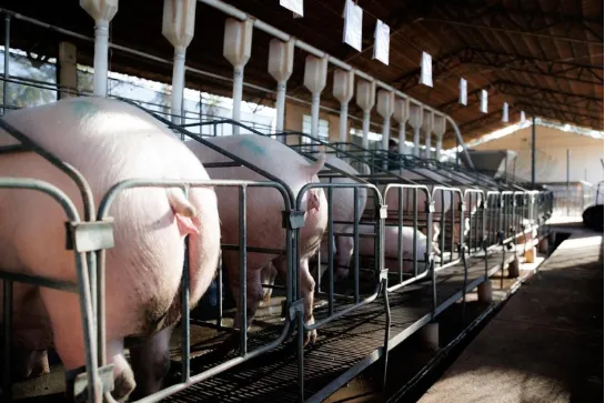  Estudo mapeia linhas de crédito para apoiar o bem-estar animal na avicultura e suinocultura