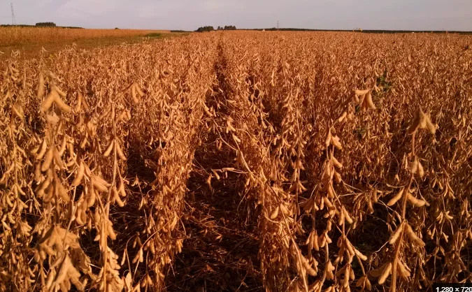 Produtividade da soja cresce 11,1% a cada avanço nos níveis de manejo do solo, aponta Embrapa