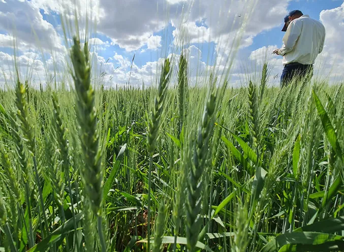 Plantio de arroz e trigo encolhe no Brasil na safra 2026/27 e impacta estimativas de produção