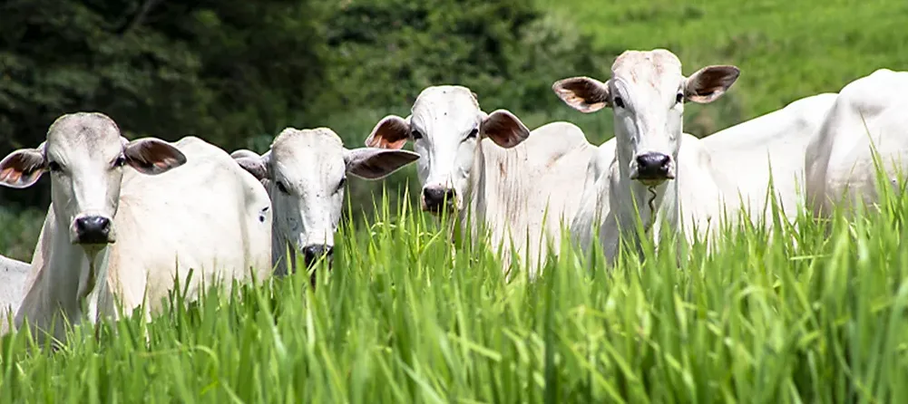 Relação de troca para reforma de pastagens é a mais favorável desde 2022
