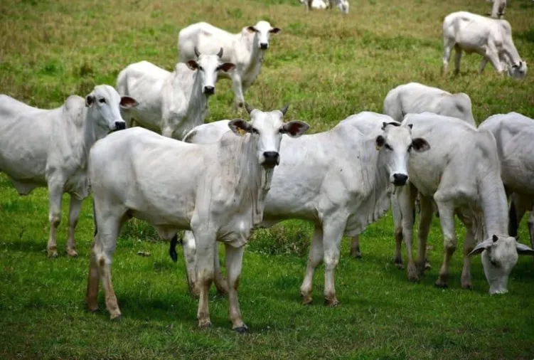 Cotações do mercado de reposição no Acre atingem R$ 4.312 por cabeça para boi magro Nelore