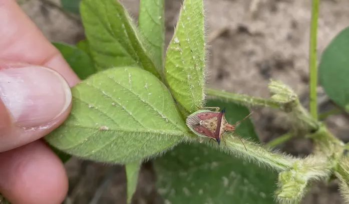 Tecnologia a base de RNAi é desenvolvida para combater percevejos na agricultura de soja