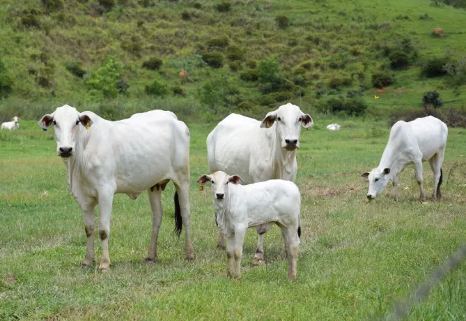 Relação de troca boi gordo/bezerro atinge pior patamar desde outubro de 2021