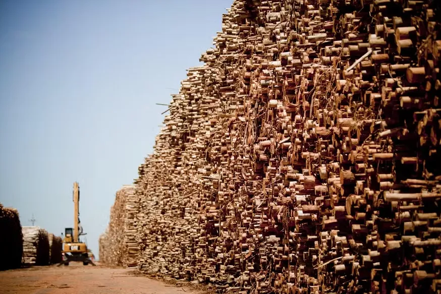 Setor de papel e celulose impulsiona produção de madeira em 2025; tarifas dos EUA afetam outros usos