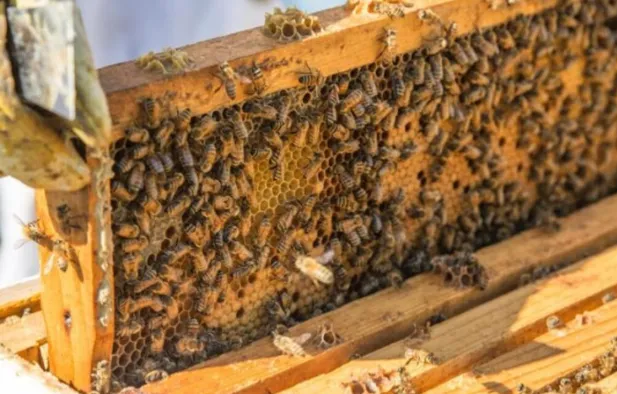 Inovação apícola APIS+ conquista ouro na Argentina em cenário de retração na produção de mel em MS