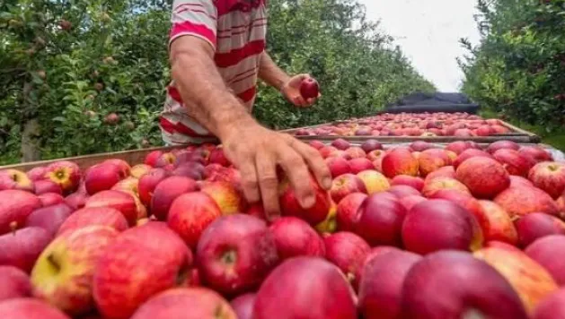 Com alta de 8% em 2025, agricultura de SC tem recuperação puxada por cevada e alho