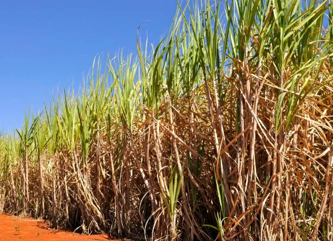 Chuvas devem deixar volume recorde de 35 milhões de toneladas de cana no campo e elevam cotações do açúcar