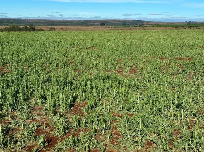 Temporal no Sul do RS gera prejuízo estimado de R$ 1,69 milhão em lavouras de canola