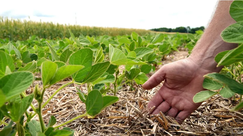 Manejo adequado do solo eleva produtividade da soja e garante maior subvenção no seguro rural
