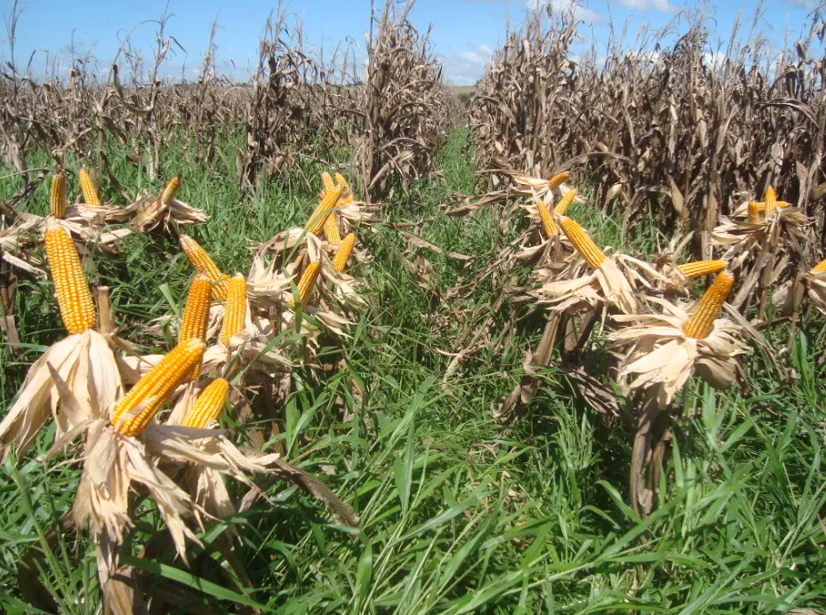 Dia de Campo em Cambará destaca aumento de produtividade com consórcio milho-braquiária