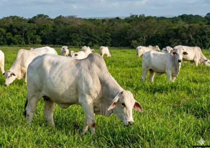 Mercado de reposição no Acre: boi magro Nelore atinge R$ 4,5 mil por cabeça