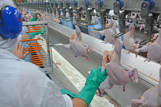 Boi gordo atinge R$ 369,90 em São Paulo; frango sobe e carcaça suína recua