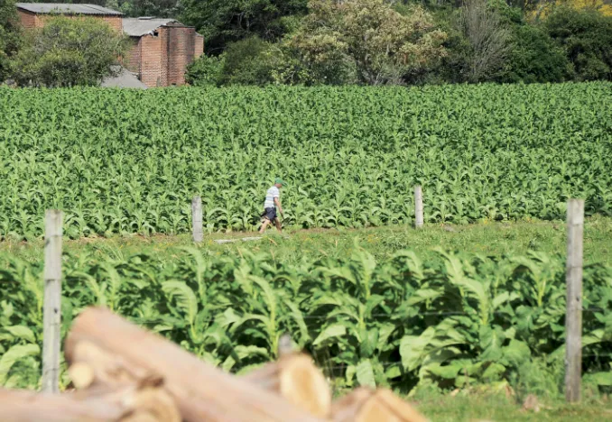 Propriedades produtoras de tabaco movimentam R$ 23,2 bilhões na safra 2025/2026