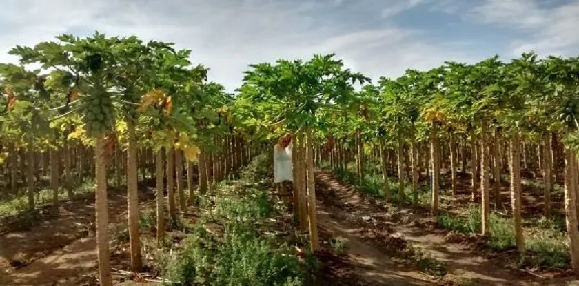 Produção de mamão e exportações impulsionam crescimento da agropecuária no Ceará