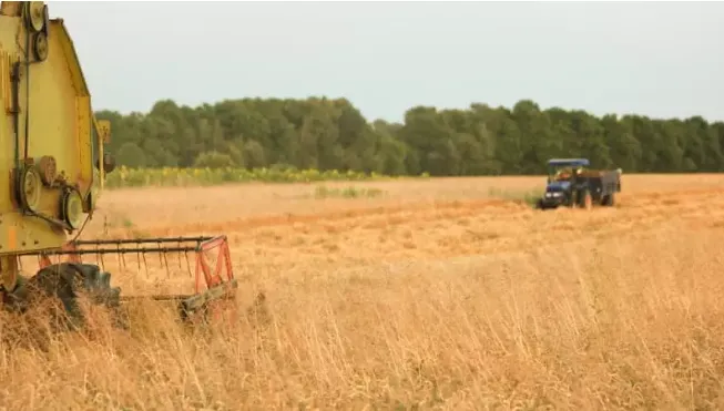 Safra de grãos avança no Brasil, mas cortes no orçamento limitam cobertura do seguro rural em 2026