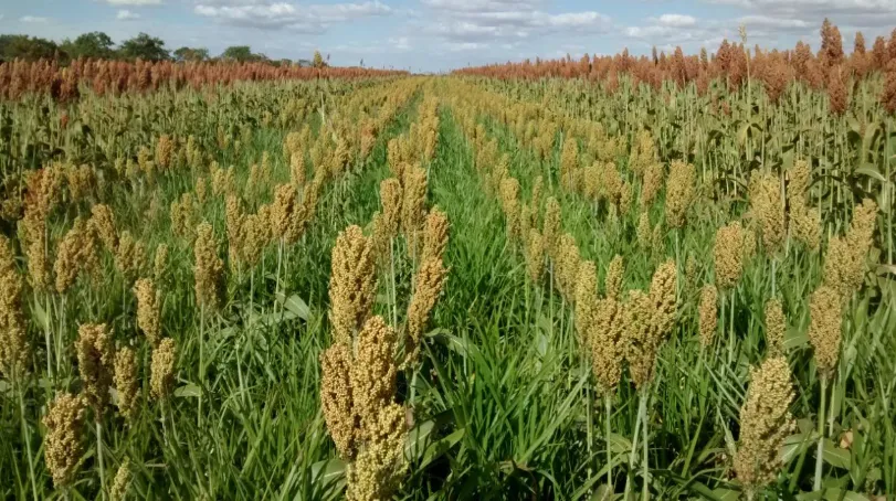 Produção de sorgo no Brasil pode alcançar até 7 milhões de toneladas em 2025