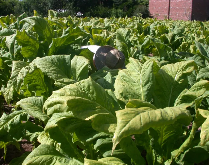 Plantio de tabaco atinge 90% na região de Soledade; produtividade no RS é estimada em 2.300 kg/ha