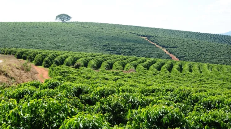 Cooperativas dominam produção de café no Brasil; Minas Gerais fatura US$ 5,8 bilhões com exportações