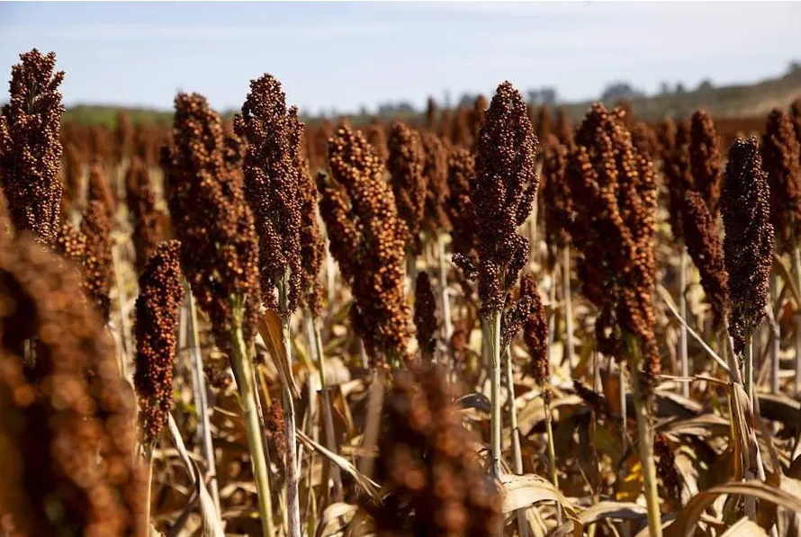 Área plantada de sorgo no Cerrado baiano deve crescer 11% na safra 2026/2027