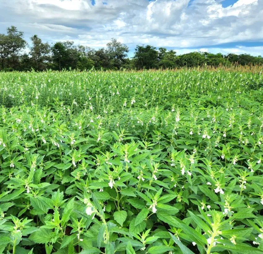 Mato Grosso deve produzir 212,7 mil toneladas de gergelim na safra 2026
