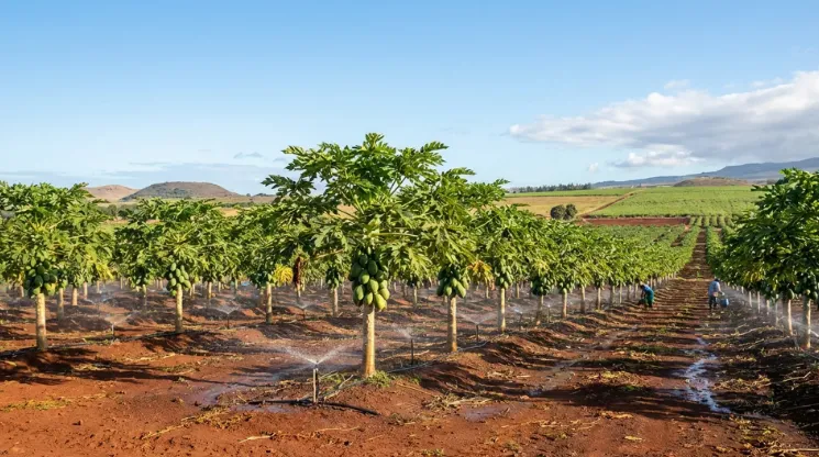 Bahia se consolida como o segundo maior produtor de mamão do Brasil em 2025