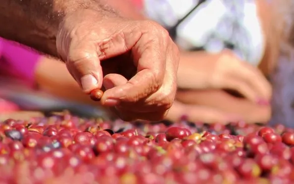 Poder de compra do cafeicultor frente aos fertilizantes cai 19,4% em outubro