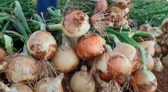 Ituporanga sedia Dia de Campo para abertura oficial da colheita da cebola em SC