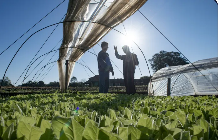BAT Brasil reúne 5 mil produtores de tabaco para debater impactos do El Niño