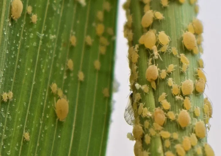 Controle natural: larvas de sirfídeos e chuvas reduzem infestação de pulgão em lavouras de sorgo