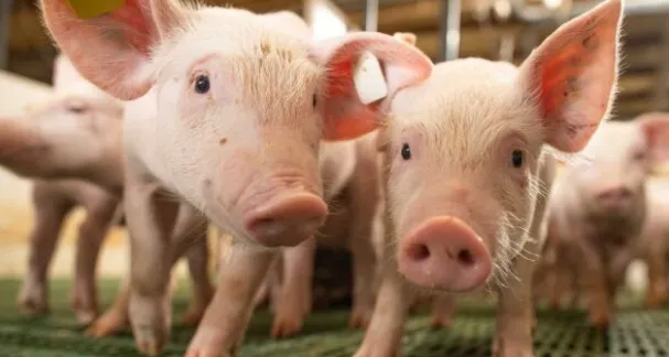 Censo aponta potencial de expansão na suinocultura de MS com investimentos de R$ 286,5 milhões
