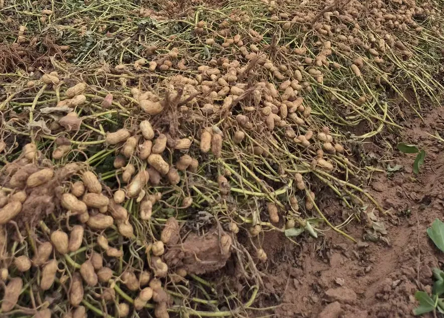 Produção de amendoim deve bater recorde no Brasil enquanto indústria argentina registra forte alta