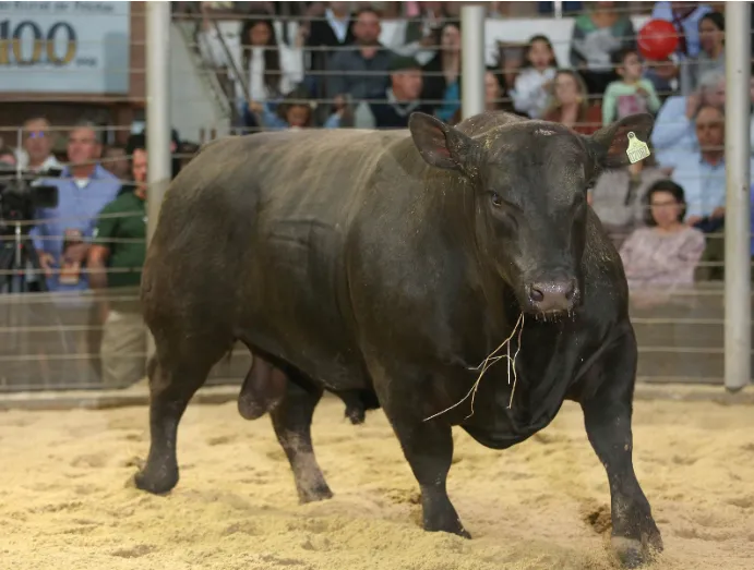 100ª Expofeira de Pelotas destaca genética Angus em meio ao avanço das exportações da raça