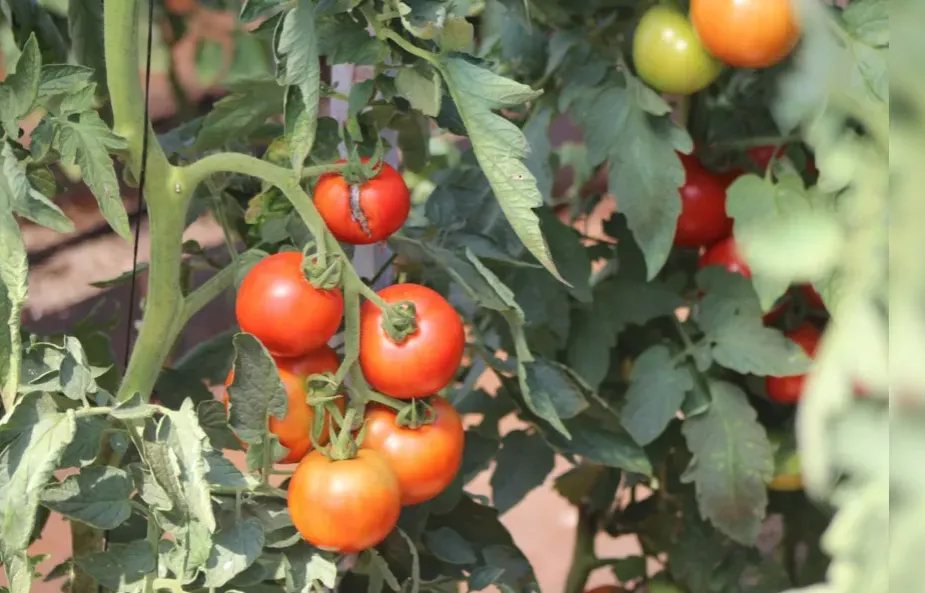 Preço do tomate dispara mais de 56% no Paraná em setembro