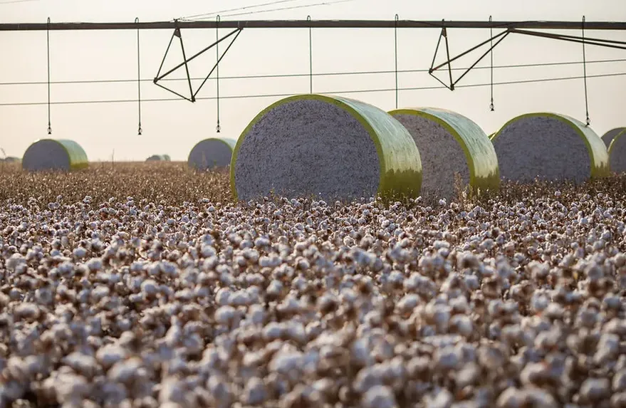 Exportação de algodão do Brasil deve bater recorde na safra 2026/27, estima USDA
