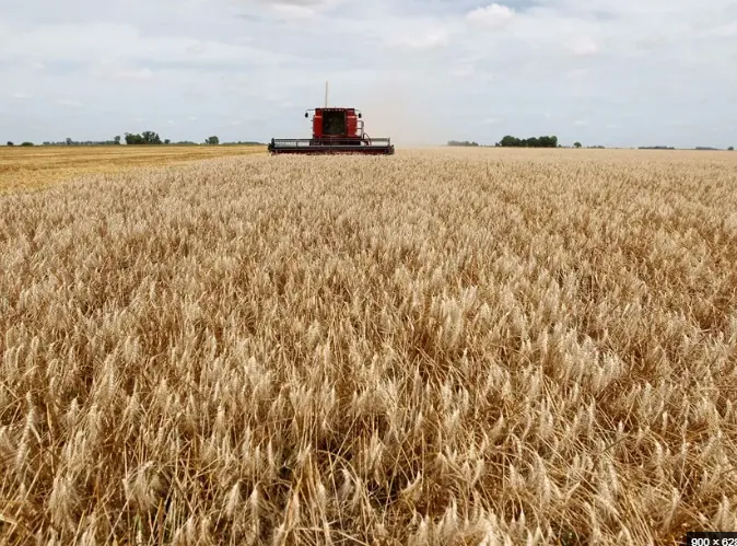Mercado de trigo: colheita avança no RS e importações brasileiras são estimadas em 9 milhões de toneladas