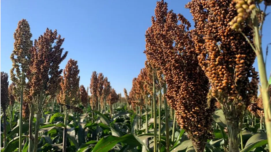 Produção de sorgo no Brasil deve atingir 7,62 milhões de toneladas na safra 2025/2026