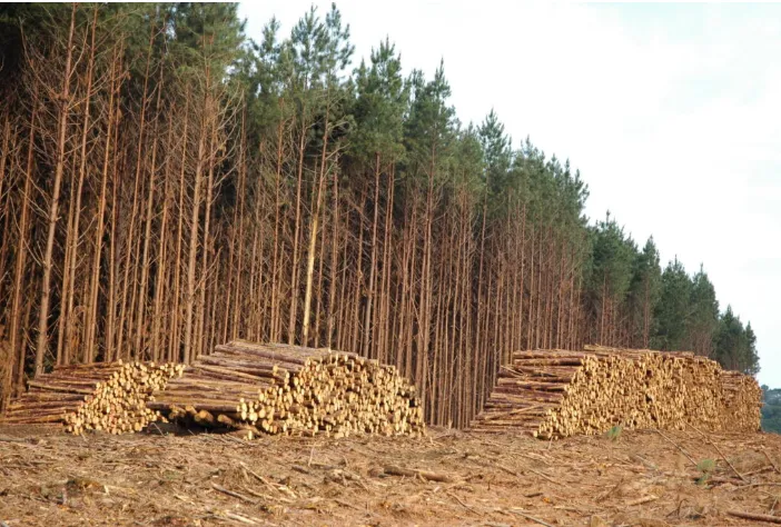 Produtividade do pinus no Brasil supera a dos EUA e impulsiona indústria madeireira