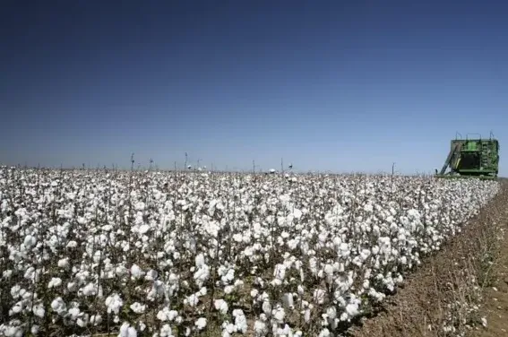 Alta produtividade no Brasil e problemas climáticos no exterior elevam preço do algodão