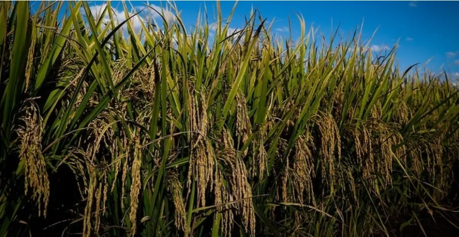Preços do arroz em casca se estabilizam no RS em outubro; área plantada deve cair na safra 2026/27