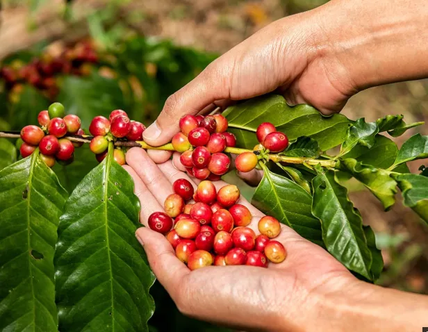 Poder de compra do cafeicultor frente aos fertilizantes cai 19,4% em setembro