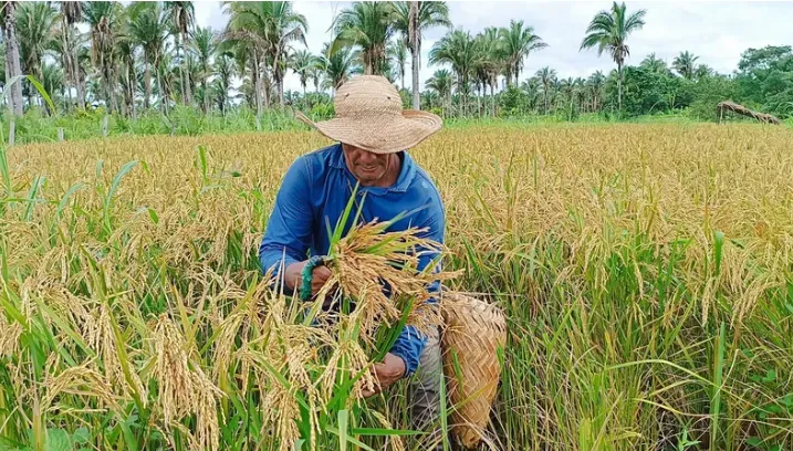 Governo do RS aperfeiçoa regras do Programa de Pagamento por Serviços Ambientais para o arroz