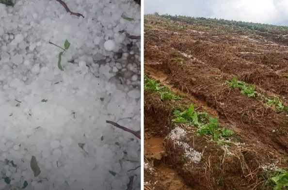 Granizo e ventos fortes atingem lavouras de fumo em Itaiópolis (SC)