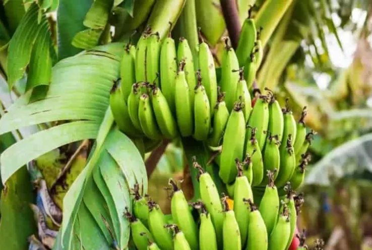 Produção de banana no Acre deve recuar 2,1% em 2026, estima IBGE