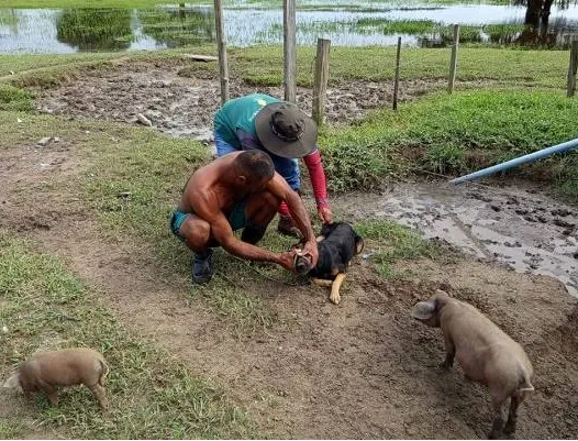 Prefeitura de Boa Vista promove vacinação antirrábica na zona rural