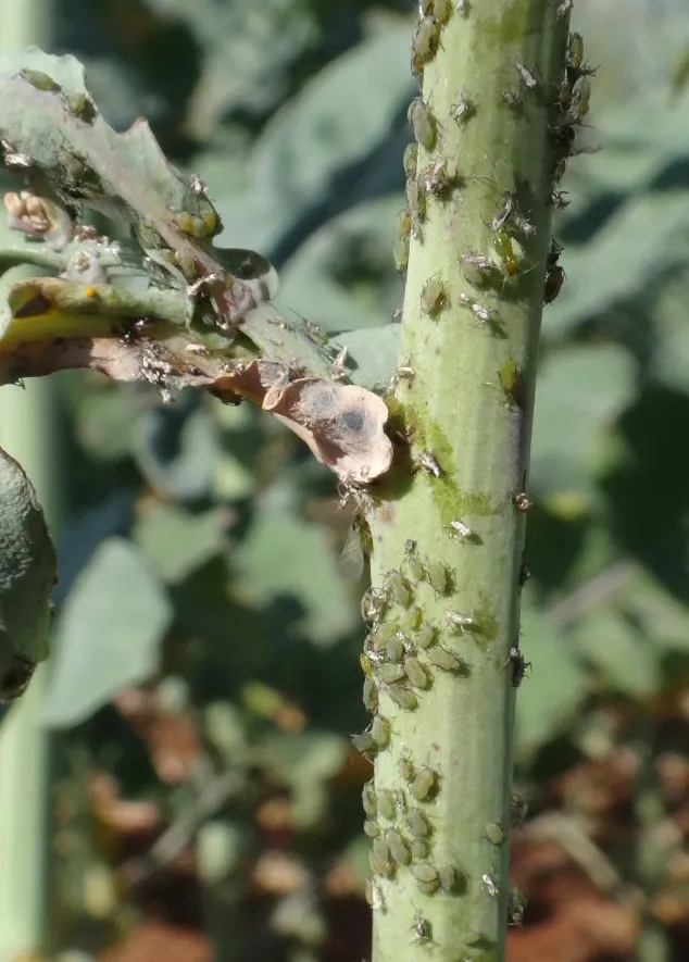 Pesquisa britânica avalia eficácia de bioinseticidas no controle de pulgões na canola