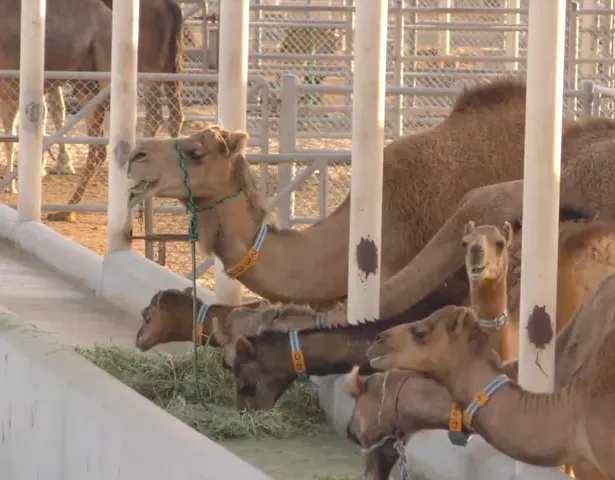 Antiga fazenda leiteira na Austrália conclui transição para criadouro de camelos com recorde de nascimentos